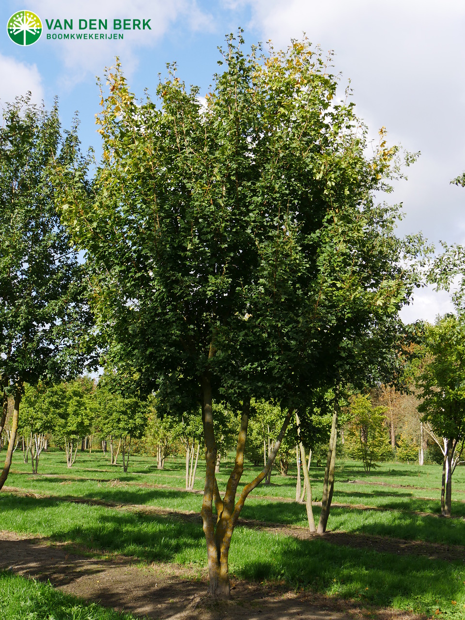 acer-campestre-field-maple-van-den-berk-kolky