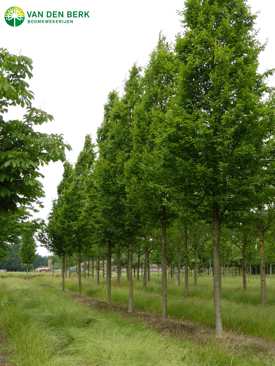 carpinus-betulus-frans-fontaine-carpinus-betulus-frans-fontaine