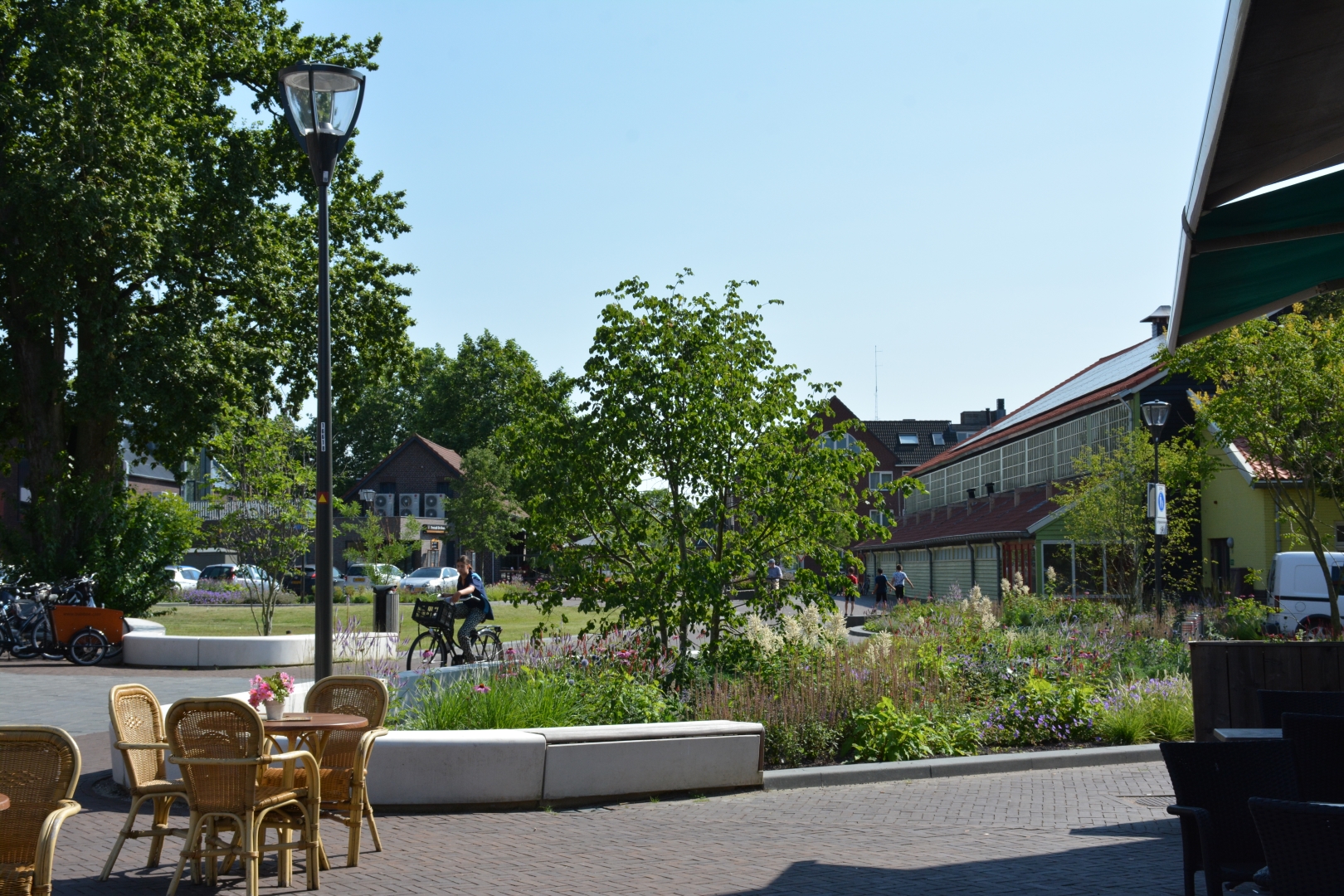 Zelkova carpinifolia Caucasian elm Van den Berk Školky