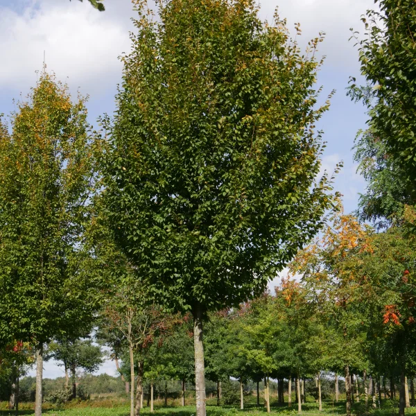 Carpinus betulus 'Frans Fontaine'