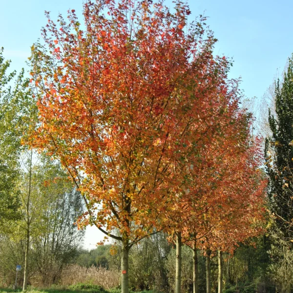 Acer ×freemanii AUTUMN BLAZE ('Jeffersred') – Acer freemanii 'Autumn Blaze'