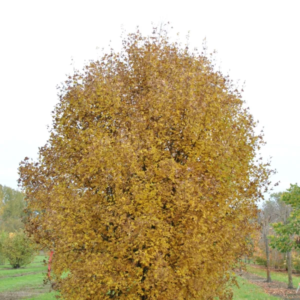 Acer monspessulanum – Montpellier maple, French maple