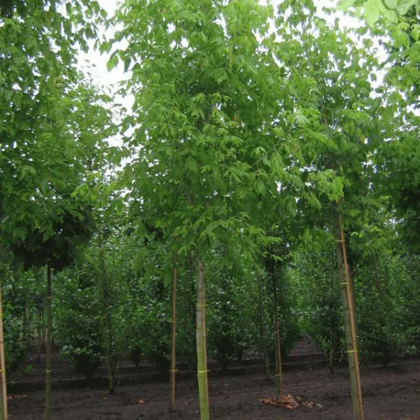 Acer negundo – Box elder, Ash-leafed maple