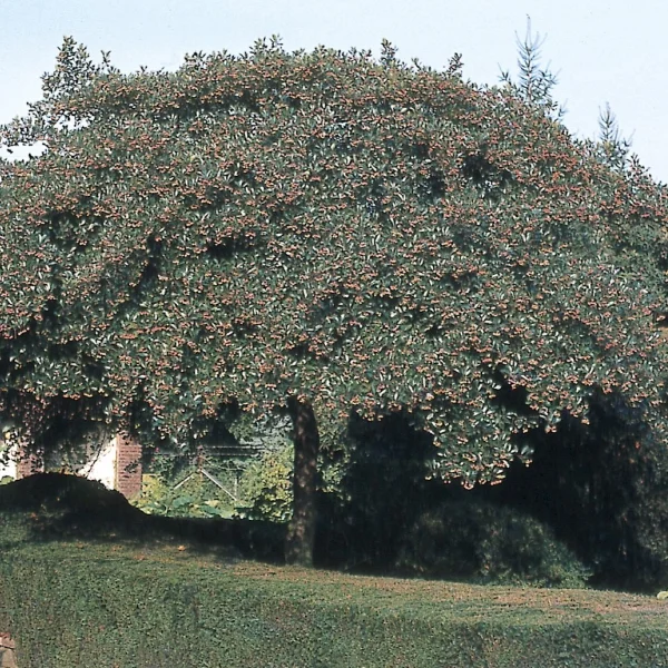 Crataegus crus-galli 'Salicifolia' – Crataegus crus-galli 'Salicifolia'