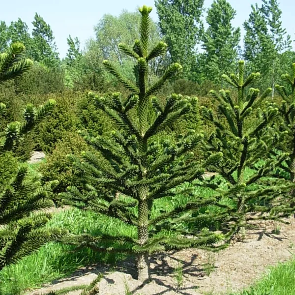 Araucaria araucana – Monkey puzzle, Chile pine