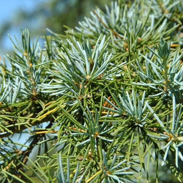 Cedrus deodara 'Karl Fuchs' – Cedrus deodara 'Karl Fuchs'