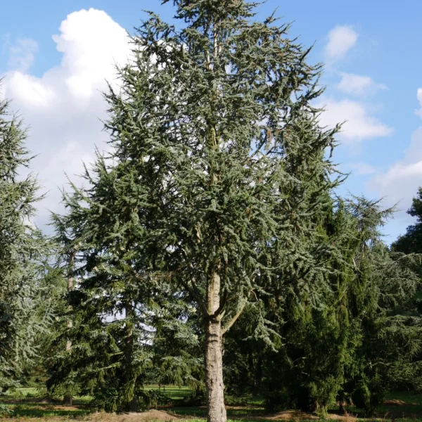 Cedrus libani 'Glauca Fastigiata' – Cedrus libani 'Glauca Fastigiata'