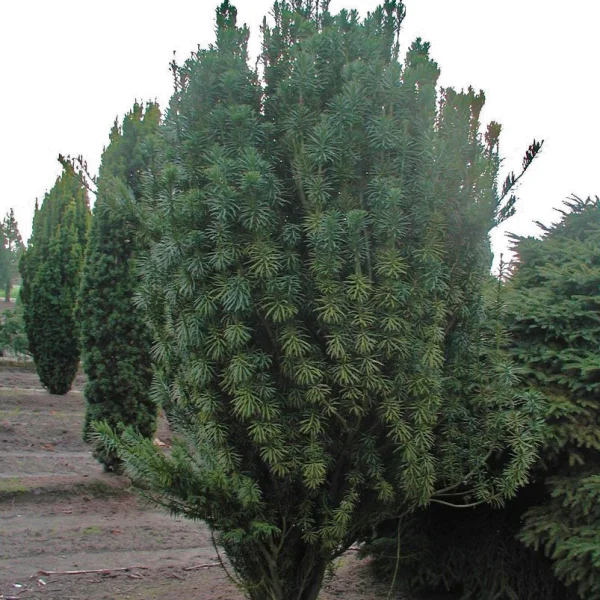 Cephalotaxus harringtonii 'Fastigiata' – Cephalotaxus harringtonii 'Fastigiata'