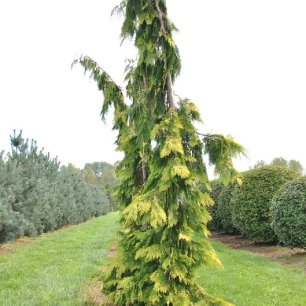 Chamaecyparis lawsoniana 'Filip's Golden Tears' – Chamaecyparis lawsoniana 'Filip's Golden Tears'