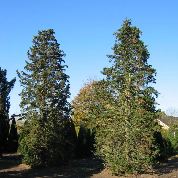 Chamaecyparis lawsoniana 'Wisselii' – Chamaecyparis lawsoniana 'Wisselii'