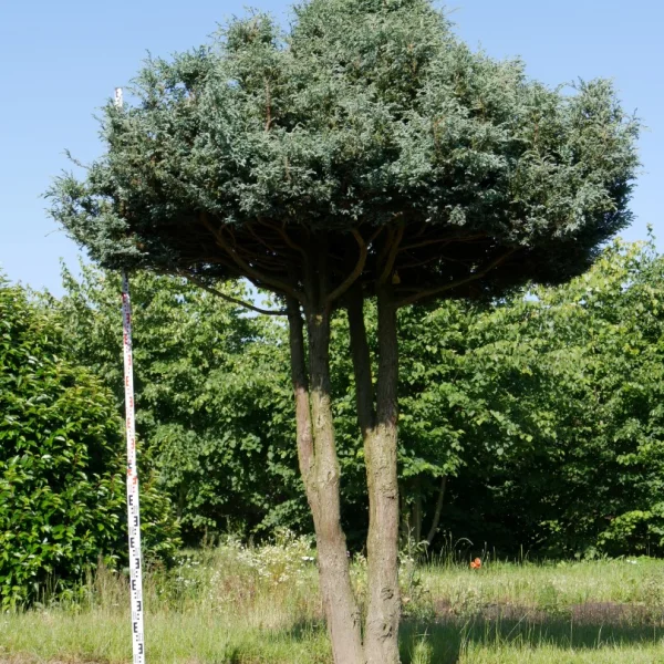 Chamaecyparis pisifera 'Boulevard' – Chamaecyparis pisifera 'Boulevard'