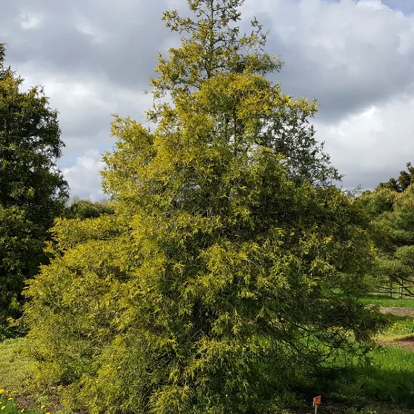 Chamaecyparis pisifera 'Gold Spangle' – Chamaecyparis pisifera 'Gold Spangle'