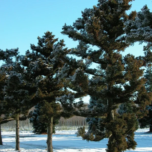 Cryptomeria japonica 'Bandai' – Cryptomeria japonica 'Bandai'