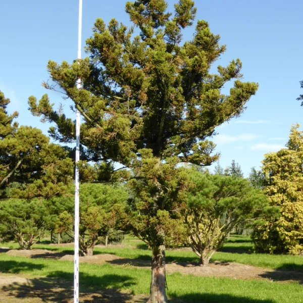 Cryptomeria japonica 'Jindai' – Cryptomeria japonica 'Jindai'