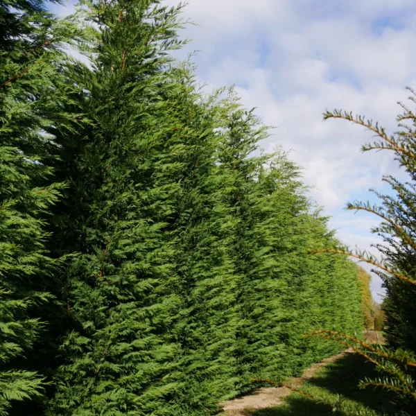 × Cupressocyparis leylandii – Leyland cypress