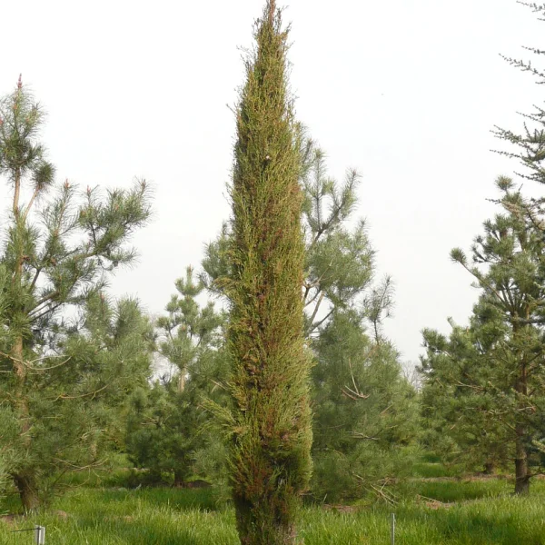 Cupressus sempervirens 'Stricta' – Cupressus sempervirens 'Stricta'