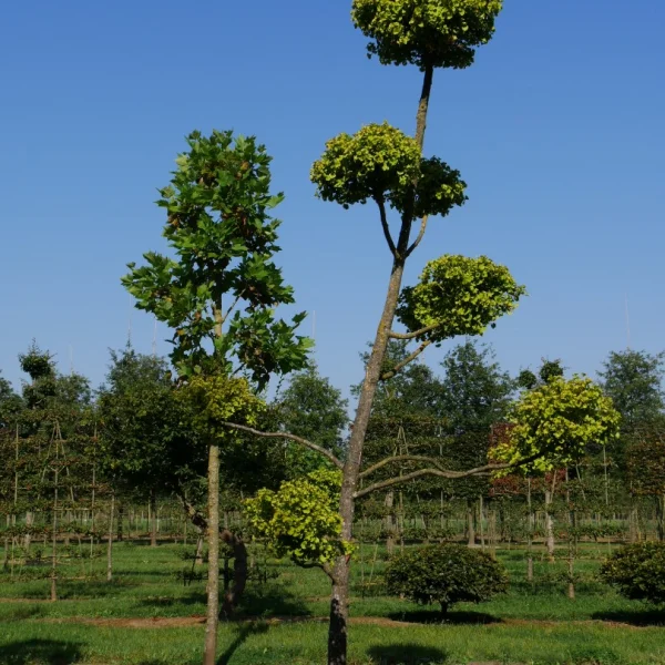 Ginkgo biloba 'Mariken' – Ginkgo biloba 'Mariken'