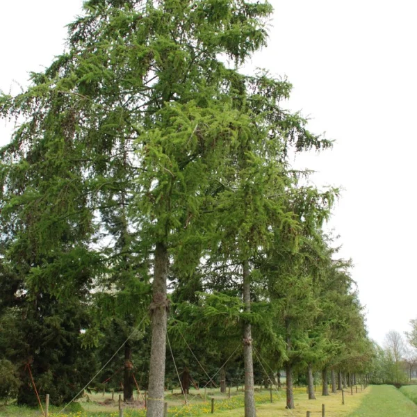 Larix marschlinsii – Larix marschlinsii