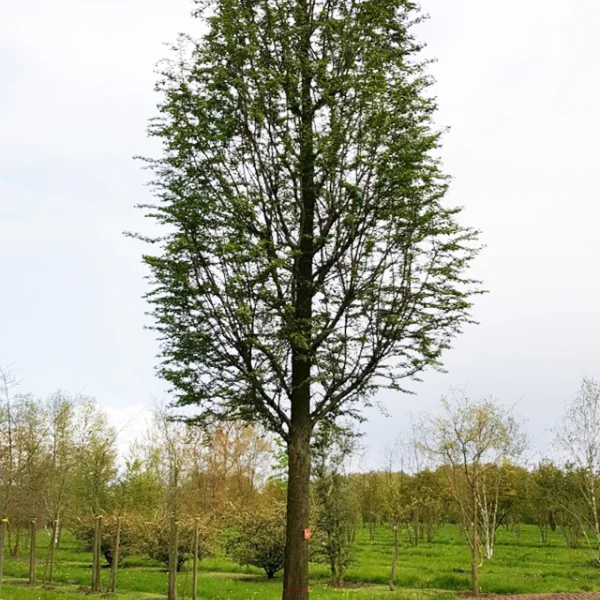 Metasequoia glyptostroboides 'Waasland' – Metasequoia glyptostroboides 'Waasland'