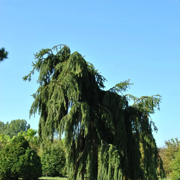 Picea abies 'Inversa' – Picea abies 'Inversa'