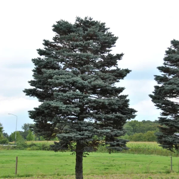 Picea pungens 'Glauca Globosa' – Picea pungens 'Glauca Globosa'