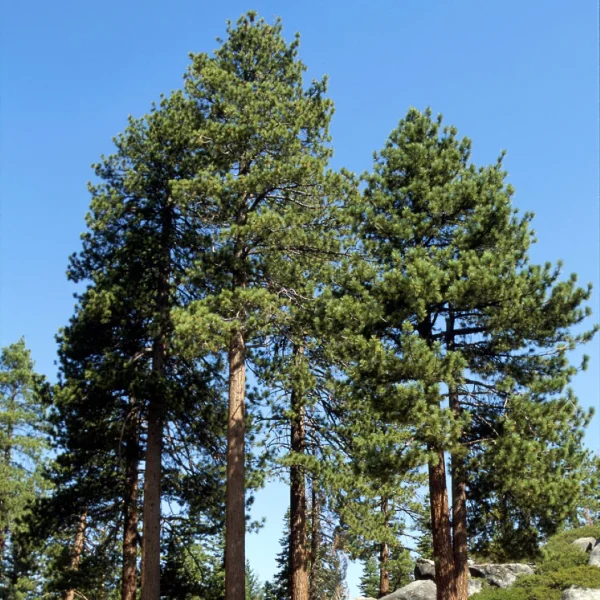 Pinus jeffreyi – Jeffrey-pine
