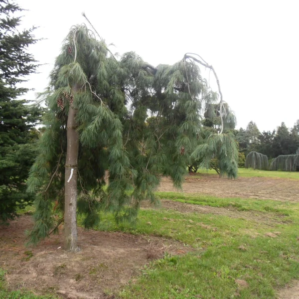 Pinus strobus 'Pendula' – Pinus strobus 'Pendula'