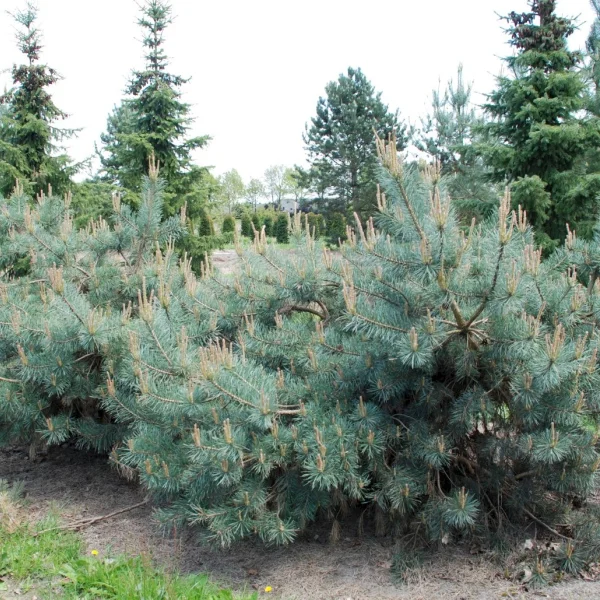 Pinus sylvestris 'Repens' – Pinus sylvestris 'Repens'