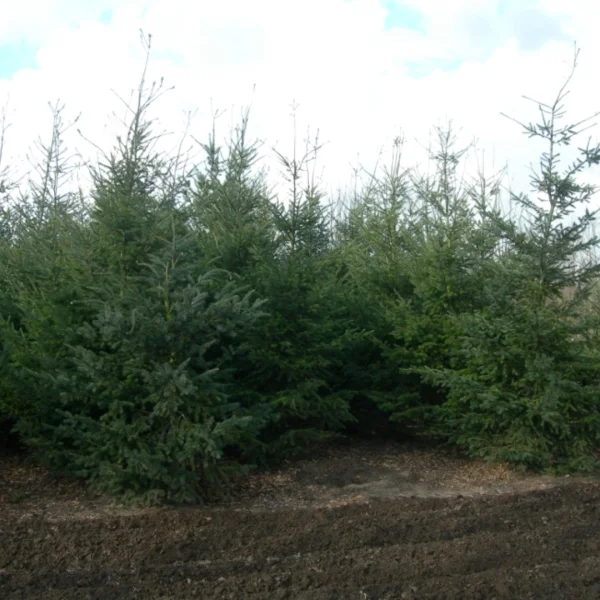 Pseudotsuga menziesii var. glauca – Pseudotsuga menziesii var. glauca