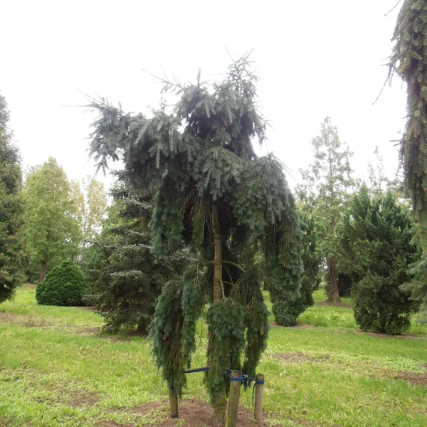 Pseudotsuga menziesii 'Pendula' – Pseudotsuga menziesii 'Pendula'