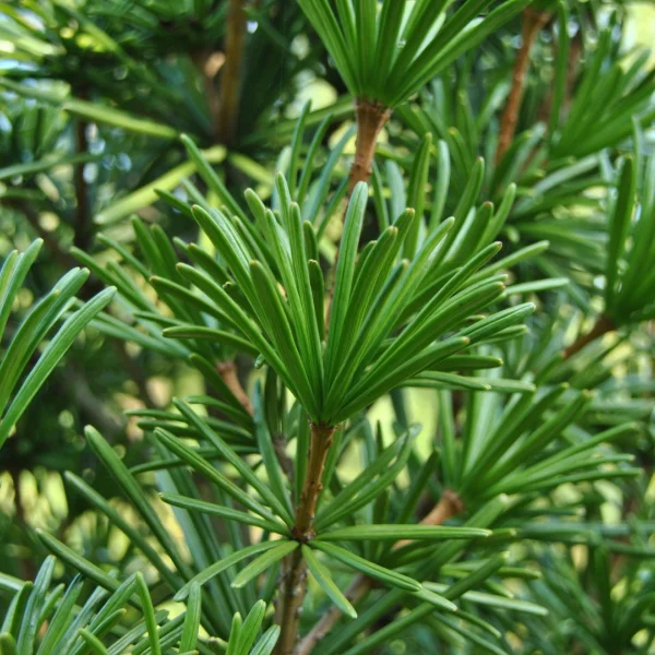 Sciadopitys verticillata – Japanese umbrella pine, Umbrella pine