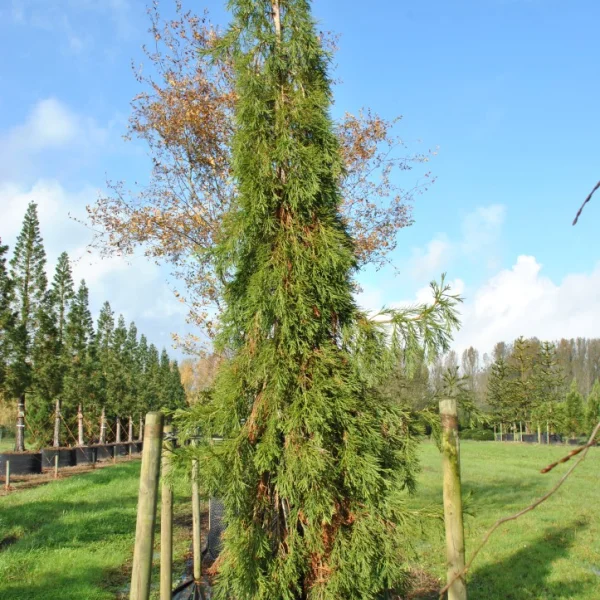 Sequoiadendron giganteum 'Barabits Requiem' – Sequoiadendron giganteum 'Barabits Requiem'