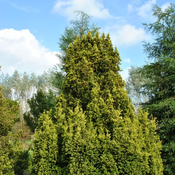 Taxus baccata  f. aurea – Taxus baccata  f. aurea
