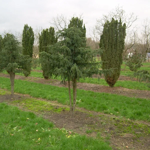 Taxus baccata 'Dovastonii Aurea' – Taxus baccata 'Dovastonii Aurea'