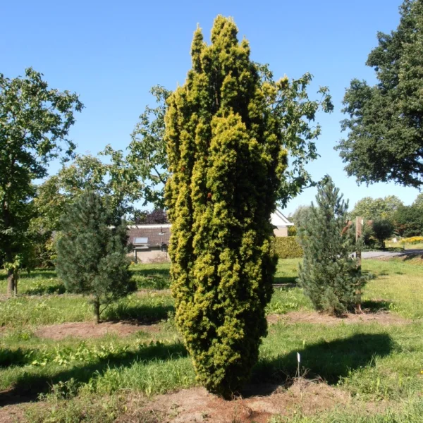 Taxus baccata 'Fastigiata Aurea' – Taxus baccata 'Fastigiata Aurea'
