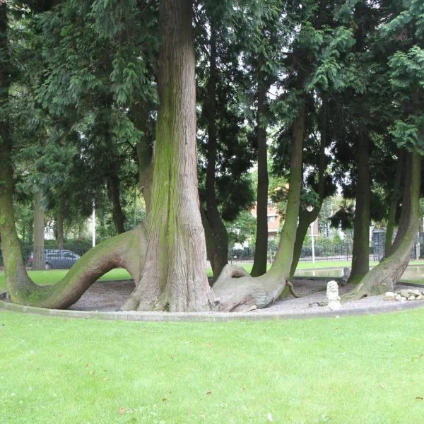 Thuja plicata – Giant Arborvitae