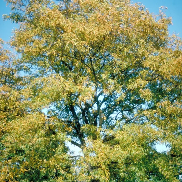 Gleditsia triacanthos 'Shademaster' – Gleditsia triacanthos 'Shademaster'