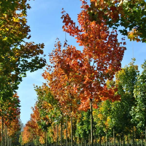 Acer platanoides – Norway maple