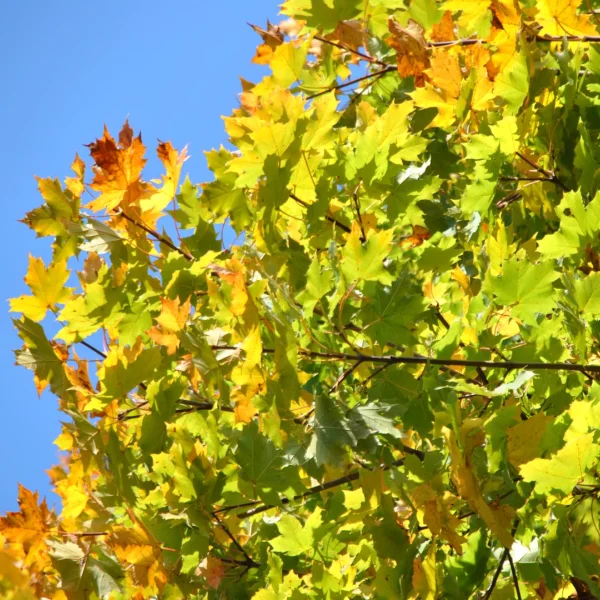 Acer platanoides 'Cleveland' – Acer platanoides 'Cleveland'