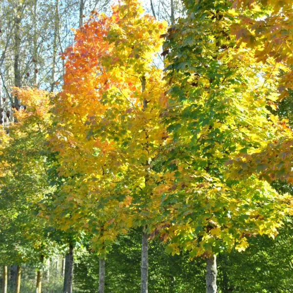 Acer platanoides 'Columnare' – Acer platanoides 'Columnare'