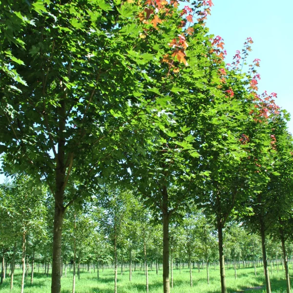 Acer platanoides 'Fairview' – Acer platanoides 'Fairview'