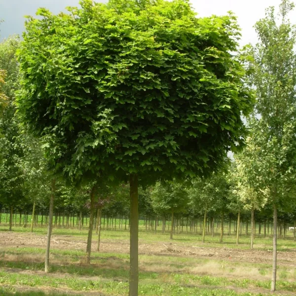 Acer platanoides 'Globosum' – Acer platanoides 'Globosum'