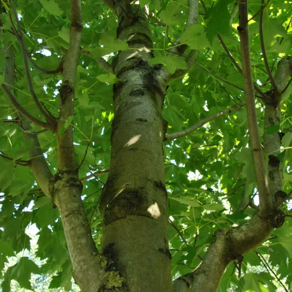 Acer rubrum 'Karpick' – Acer rubrum 'Karpick'