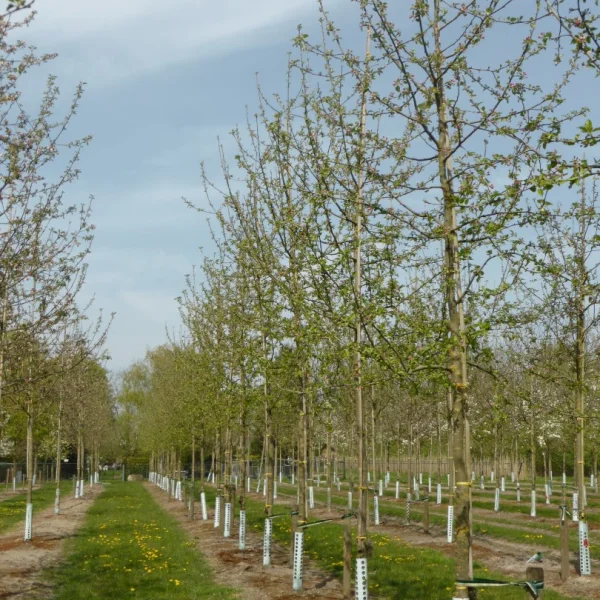 Malus domestica 'Jonagold' – Malus 'Jonagold'