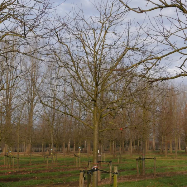 Malus domestica 'Roter Berlepsch' – Malus 'Roter Berlepsch'