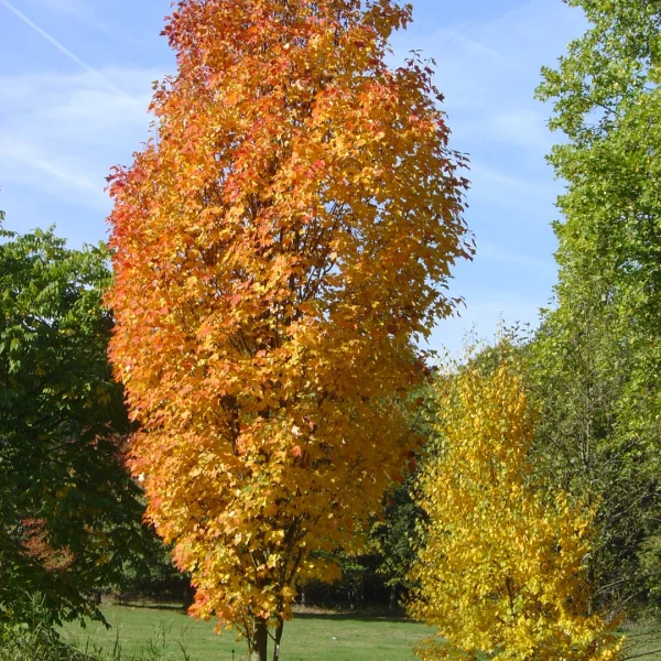 Acer rubrum 'Scanlon' – Acer rubrum 'Scanlon'