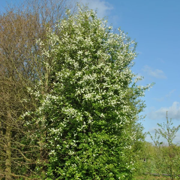 Prunus padus – European bird cherry