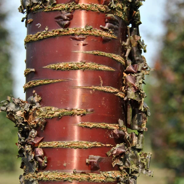 Prunus serrula – Paperbark cherry, Tibetan cherry
