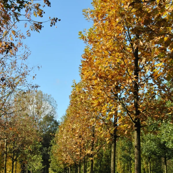 Quercus frainetto – Hungarian oak, Italian oak