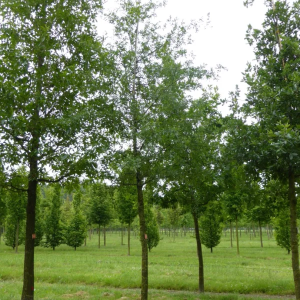 Quercus lobata – Quercus lobata